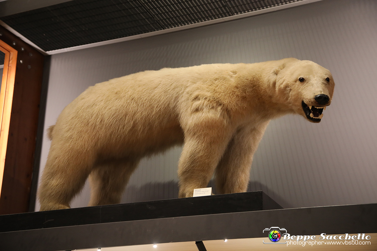 VBS_0924 - Riapre il Museo di Scienze Naturali dopo dieci anni di chiusura.jpg